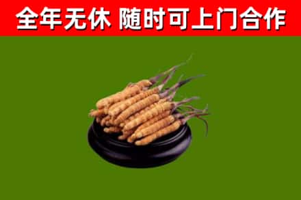 平凉回收散虫草